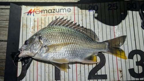 キビレの釣果