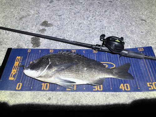 チヌの釣果