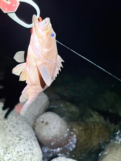 キジハタの釣果
