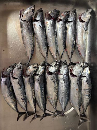 ソウダガツオの釣果