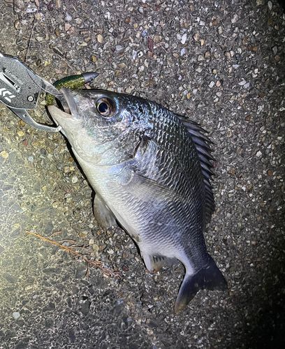 キビレの釣果