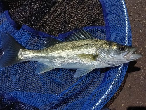 スズキの釣果