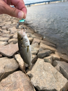 セイゴ（タイリクスズキ）の釣果