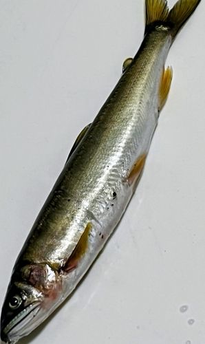 アユの釣果