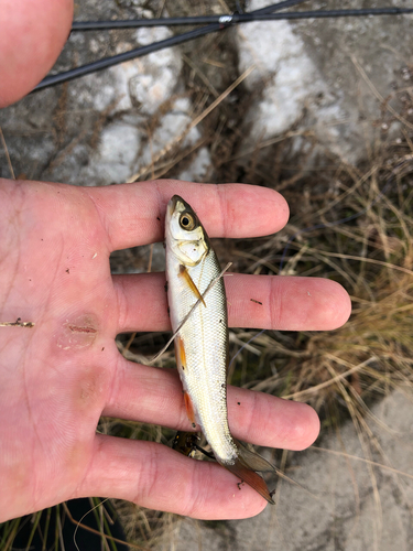 ウグイの釣果