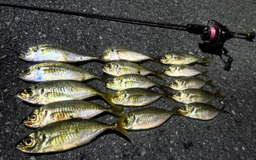 マアジの釣果