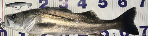 シーバスの釣果