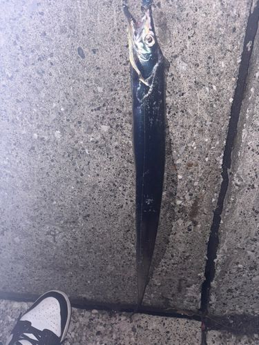 タチウオの釣果