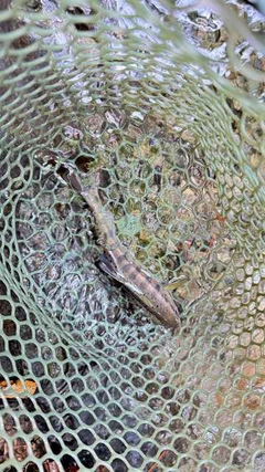 アマゴの釣果