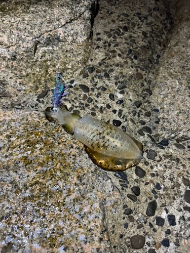 アオリイカの釣果
