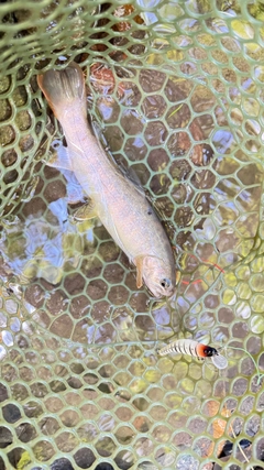 ヤマトイワナの釣果