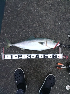 ハマチの釣果
