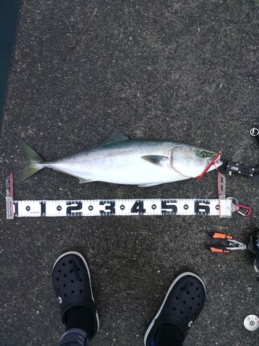 ハマチの釣果
