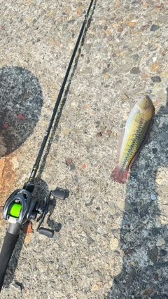 ベラの釣果