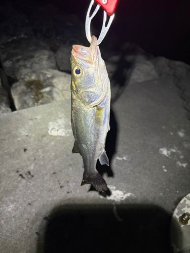 ヒラスズキの釣果