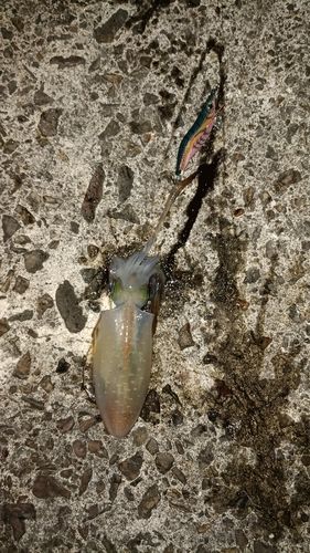 アオリイカの釣果
