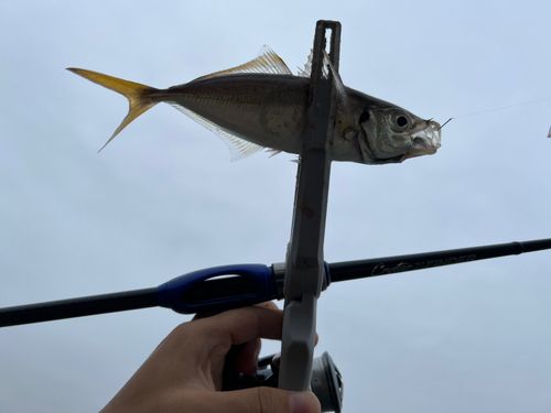 マアジの釣果