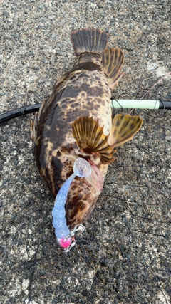 タケノコメバルの釣果