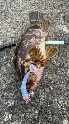 タケノコメバルの釣果