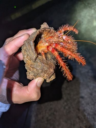 アナゴの釣果