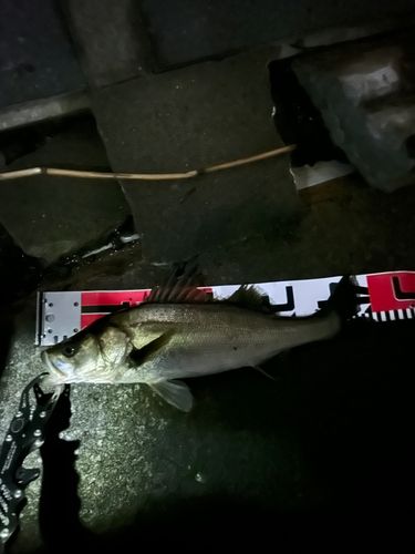 シーバスの釣果