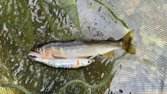 アユの釣果
