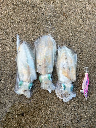 アオリイカの釣果