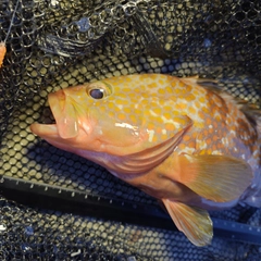 キジハタの釣果