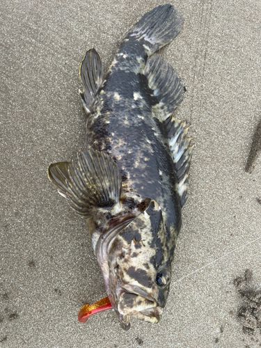 ベッコウゾイの釣果