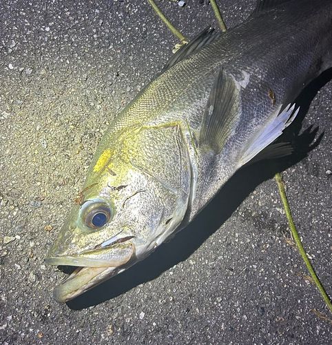 スズキの釣果