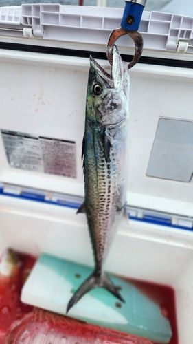 サゴシの釣果