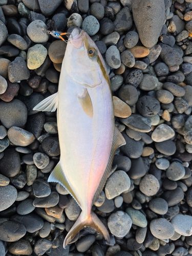 ショゴの釣果