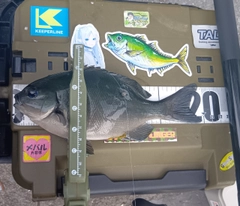 クチブトグレの釣果
