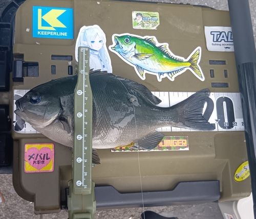 クチブトグレの釣果