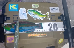 ニシキベラの釣果