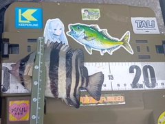 イシダイの釣果