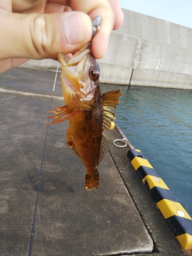 アナハゼの釣果