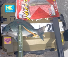 クチブトグレの釣果