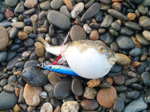 クサフグの釣果