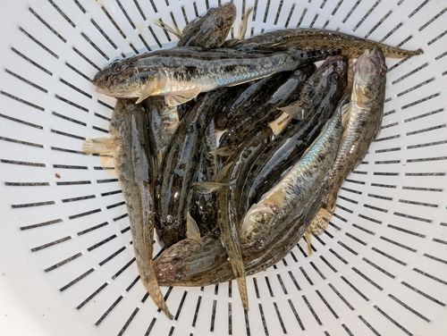 マハゼの釣果