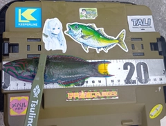 オトメベラの釣果