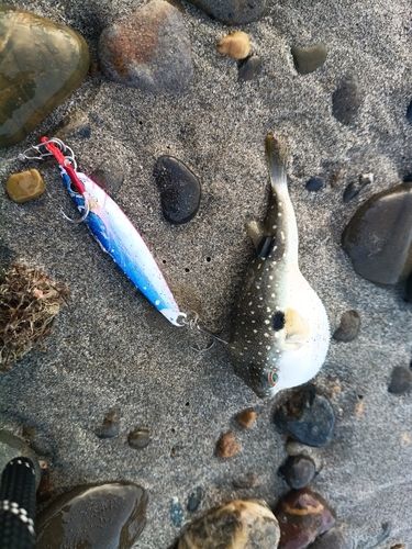 クサフグの釣果