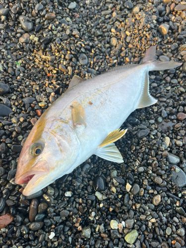 ショゴの釣果