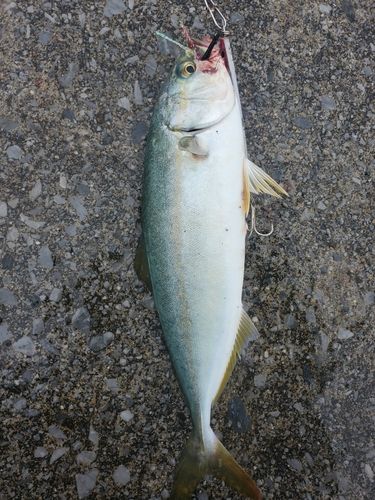 釣果