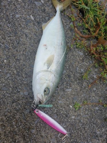 釣果