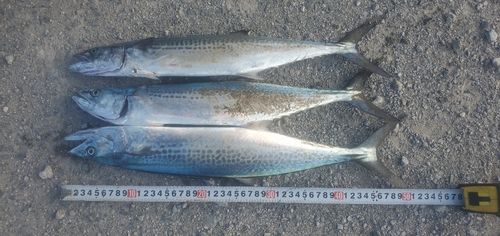 サゴシの釣果