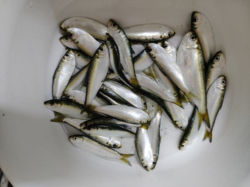 サッパの釣果