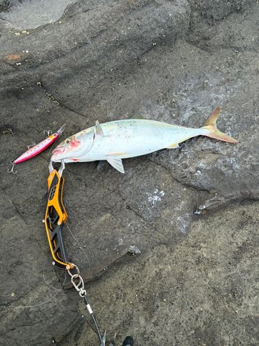 イナダの釣果