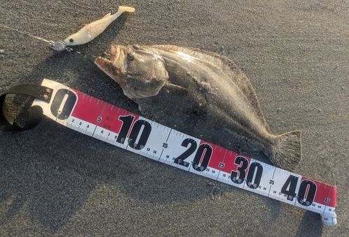 ヒラメの釣果