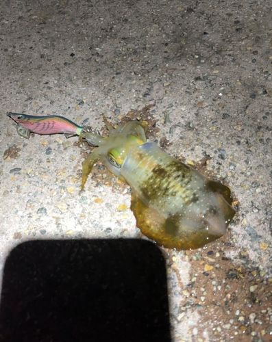 アオリイカの釣果